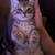 Two Sokoke kitty brothers ready to join your family! 5 thumbnail