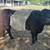 Belted Galloway Heifers 1 thumbnail