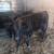 SimAngus Heifer 2 thumbnail
