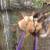 Rabbits 3 thumbnail