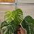Monstera Albo in 6" Pot Variegated 2 thumbnail