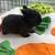7  Holland Lop baby bunnies 13 thumbnail
