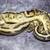 Reptiles Ball Pythons 3 thumbnail