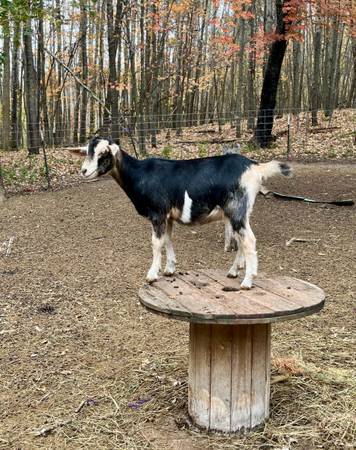 Alpine / texmaster cross doe 1