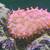 Fish tank Pink bubble tip anemone 2 thumbnail