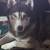 Wanting to rehome a Husky. 1 thumbnail