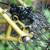 Surly Krampus, size large, uncut steertube 12 thumbnail