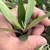 Wilson Olive Tree (Olea europaea ‘Wilsonii’) 36" Box 3 thumbnail