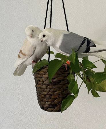 German owl pigeons 1