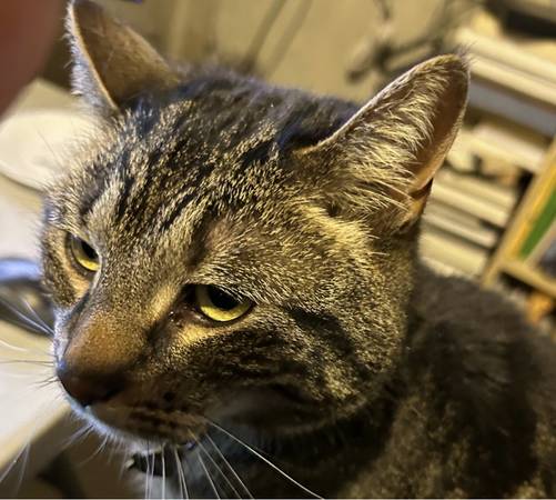 Gato (pelaje corto gris/negro) busca nuevo hogar (Edgerton)63735854634497120