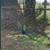 Peacocks 5 thumbnail