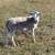 White Dorper Ram Lamb 1 thumbnail