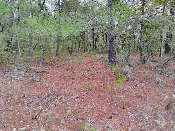 $7,500 / 9583ft2 - Nice wooded Buildable lot in Interlachen Lakes Estates (Interlachen)63822865296385120