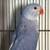 Indian Ringnecks Female Blue Clear Tails Violet clear Tails 3 thumbnail