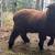 Romney Ram Registered 7 thumbnail