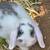Holland Lops 13 thumbnail
