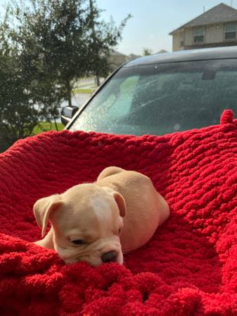 French bulldog frenchie (Katy)63859313022977122