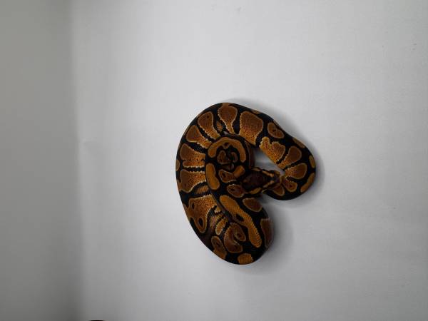 Rehoming Ball pythons (Mesa)63905905990147124