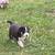 **Free Puppies** Great Pyranese mix 1 thumbnail