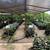 Citrus Trees 2 Feet Tall $20 - More Than 5000 Trees To Choose From $20 8 thumbnail