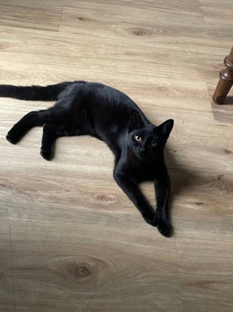 Rehoming 5 month female kitten 1