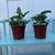 Beautiful house plants. 3 thumbnail