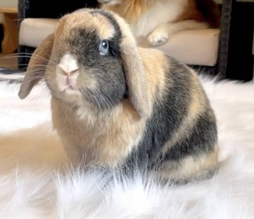 Rehoming holland lop bunny rabbit (East lansing)63934970352259120