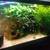Plecos plecos, huge tiger lotus Aquarium Plants 21 thumbnail