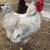 Handsome Lavender Orpington Rooster 1 thumbnail
