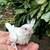 Baby cockatiels 1 thumbnail