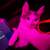 beautiful Kittens Needs Rehoming 7 thumbnail