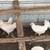 Pullets hens 1 thumbnail