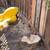 Tree work, CHIPPING, STUMP GRINDING, weed whacking, firewood, clearing 22 thumbnail