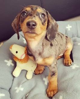 Standard Dachshand ! 1