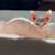 Sphynx cat 2 thumbnail