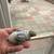 Parakeets 7 thumbnail
