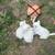 Kittens 2 thumbnail