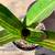 Bromeliads - cold hardy tropical plants 23 thumbnail