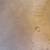 NEW OEM 1988 - 1995 Ford Taurus Power Lumbar Bolster Seat Trim Panels -Beige 3 thumbnail