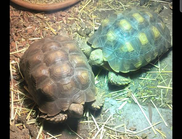 Dos tortugas sulcata (valle de Spokane)