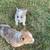 CKC Corgi Puppies 4 thumbnail