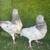 Pakistani pigeons 9 thumbnail