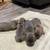 Cane Corso puppies 4 thumbnail