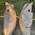 1937 Ford big truck inner fenders  extra inner 37 pickup 1 thumbnail