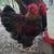 Gallos Orpington 1 thumbnail