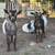 Dairy goat bucklings Nigerian Dwarf 6 thumbnail