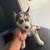 Husky puppies rehoming 4 thumbnail