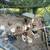 Feeder Pigs Pullets & Meat Rabbits 5 thumbnail