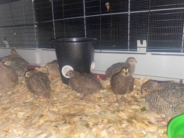 Quail & Quail Hatching Eggs (Killeen)63839343594881121