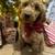 Goldendoodle boys 1 thumbnail